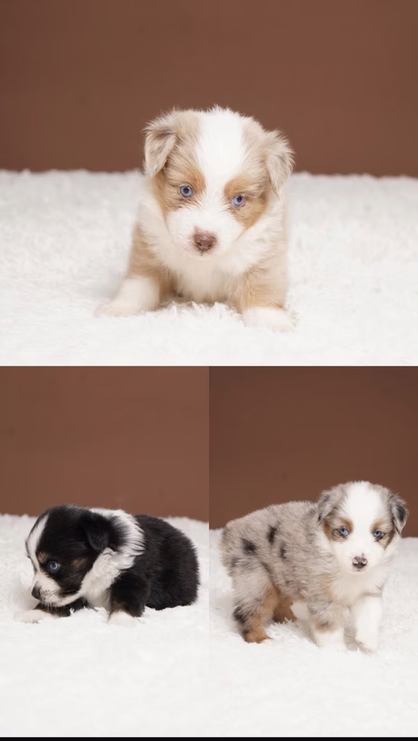 Mini Australian shepherds