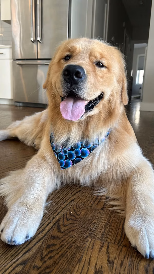The dog is smart looking good