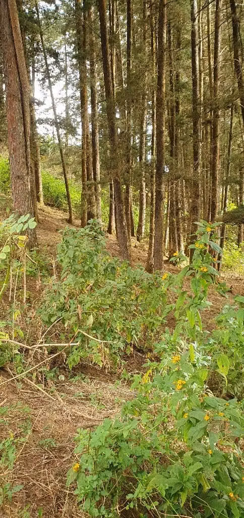 VENDO PARCELA EN CANTON LA GRANADILLA LA PALMA CHALATENANGO