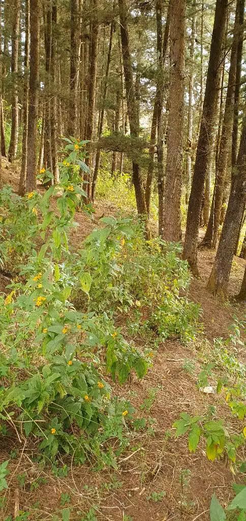 VENDO PARCELA EN CANTON LA GRANADILLA LA PALMA CHALATENANGO