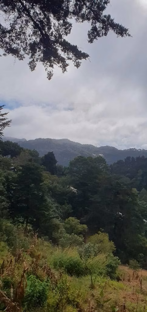 VENDO PARCELA EN CANTON LA GRANADILLA LA PALMA CHALATENANGO