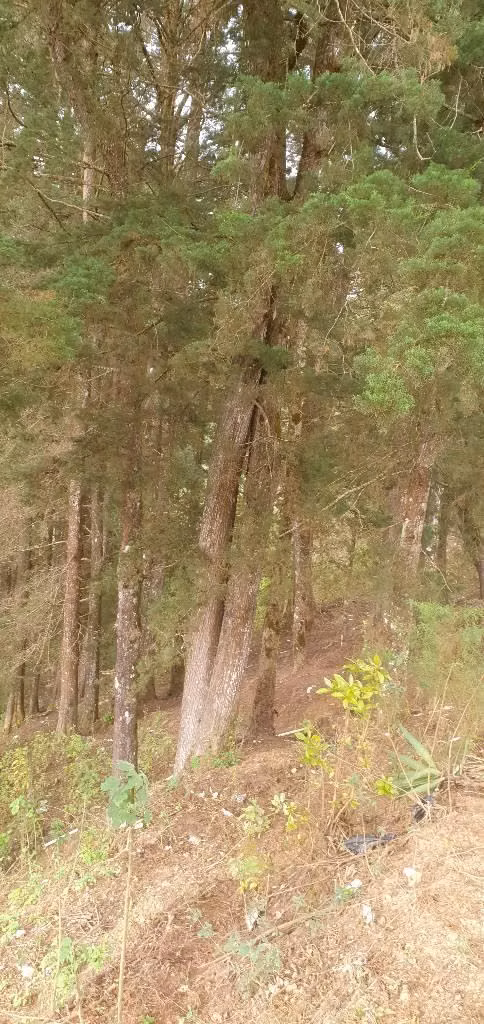 VENDO PARCELA EN CANTON LA GRANADILLA LA PALMA CHALATENANGO