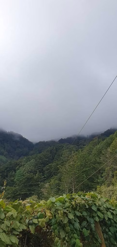 VENDO PARCELA EN CANTON LA GRANADILLA LA PALMA CHALATENANGO