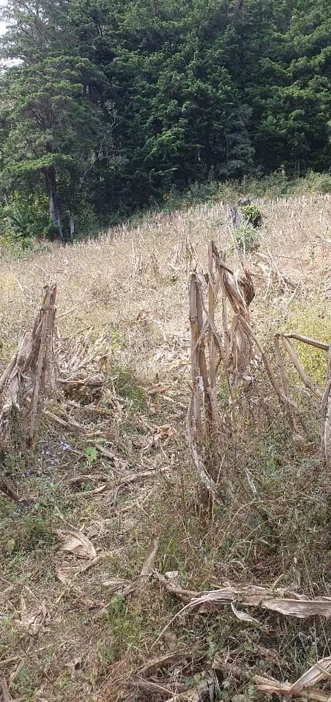 VENDO TERRENO DE 2 MANZANAS EN LOS PLANES LA PALMA CHALATENANGO