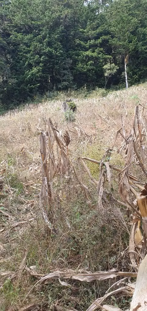 VENDO TERRENO DE 2 MANZANAS EN LOS PLANES LA PALMA CHALATENANGO