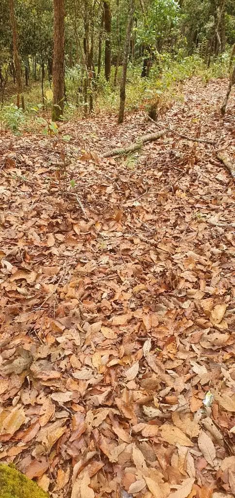 Vendo hermosa parcela en la palma chalatenango