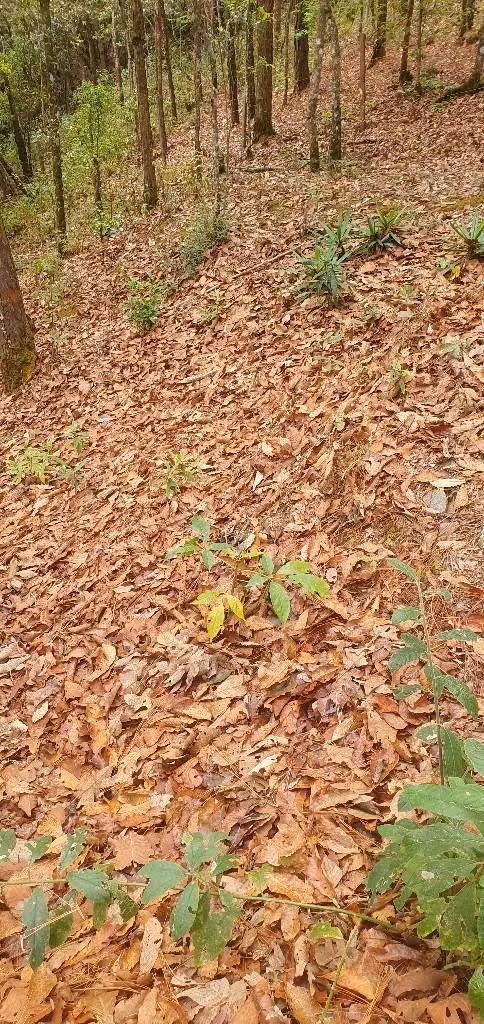 Vendo hermosa parcela en la palma chalatenango