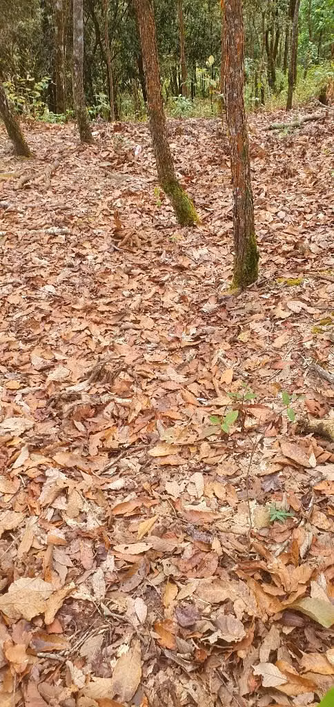 Vendo hermosa parcela en la palma chalatenango