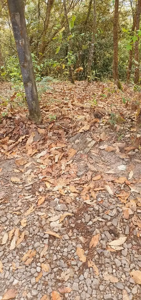 Vendo hermosa parcela en la palma chalatenango