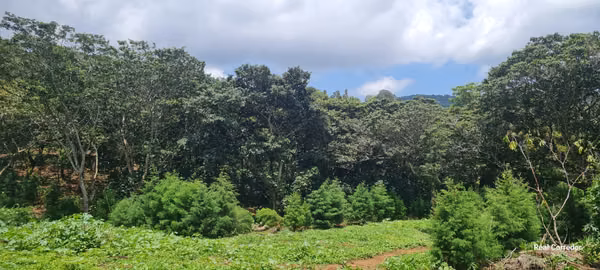Land sale in Ataco (plots)