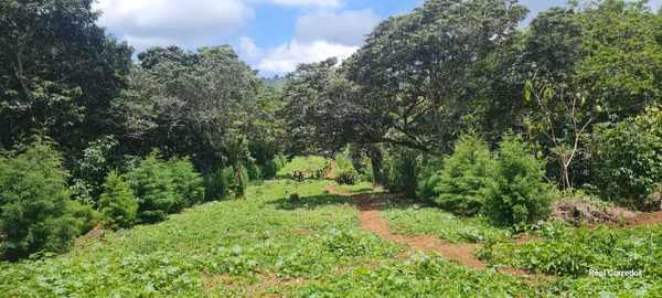 Land sale in Ataco (plots)