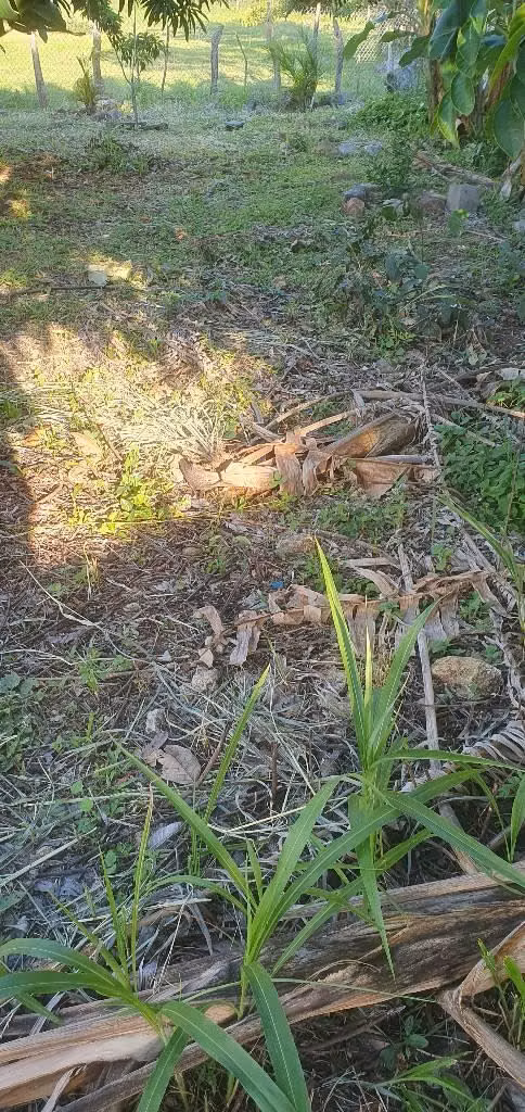 Vendo parcela en san Ignacio chalatenango