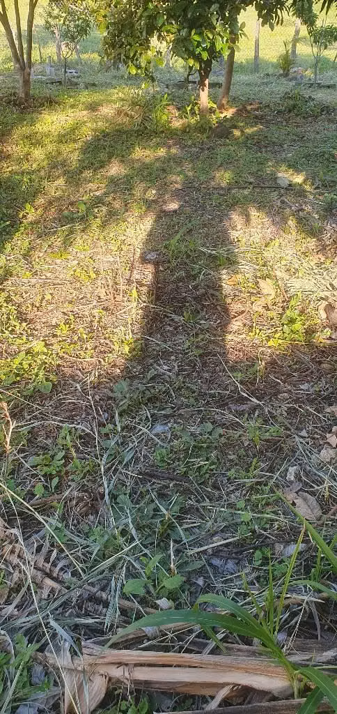 Vendo parcela en san Ignacio chalatenango