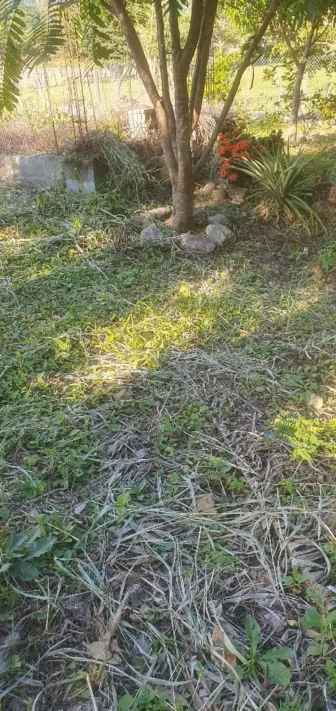 Vendo parcela en san Ignacio chalatenango