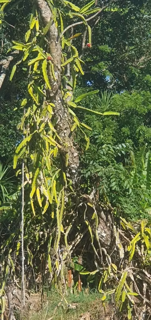 Vendo muy ermosa parcela de 6,337.90 en la palma chalatensngo