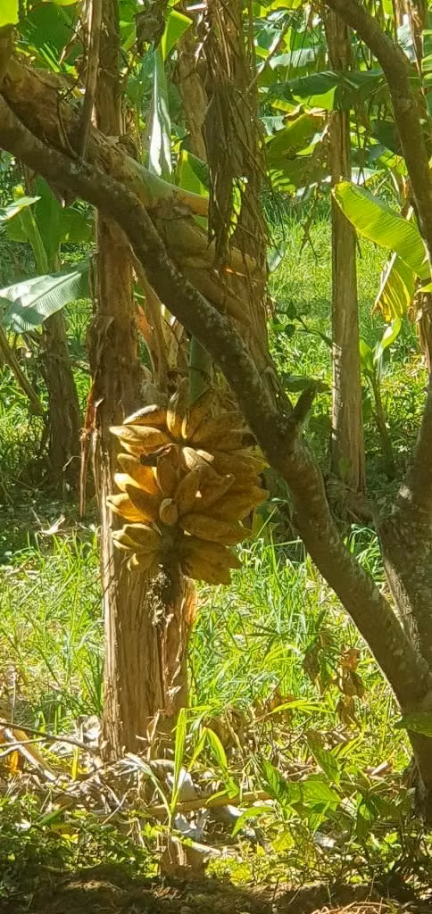 Vendo muy ermosa parcela de 6,337.90 en la palma chalatensngo