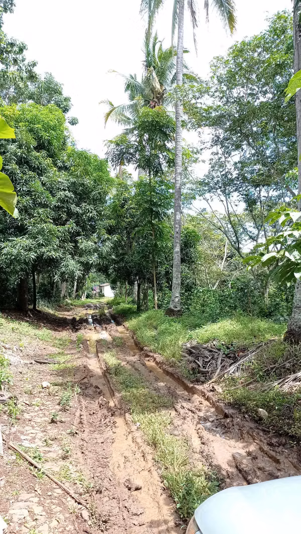 Coffee farm 16.9 blocks in Santa An- Developing area