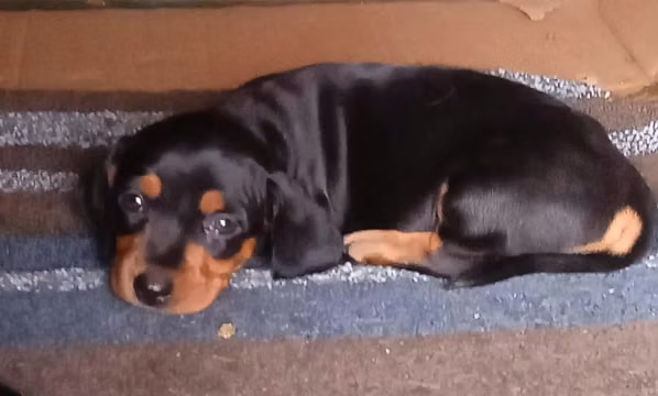 Hermosa cachorra dachshun salchicha