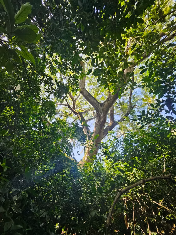 *Primera fila de Playa-Isla Madre Sal-Bahia de Jiquilisco*