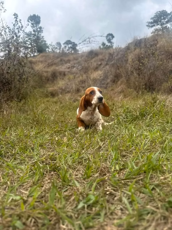 Hermosos cachorros dachshun salchicha