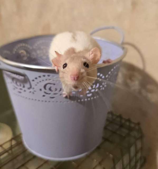 Ratas