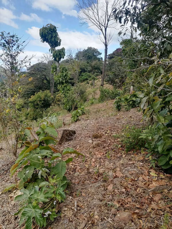 VENTA FINCA 40 MANZANAS ATACO AHUACHAPAN