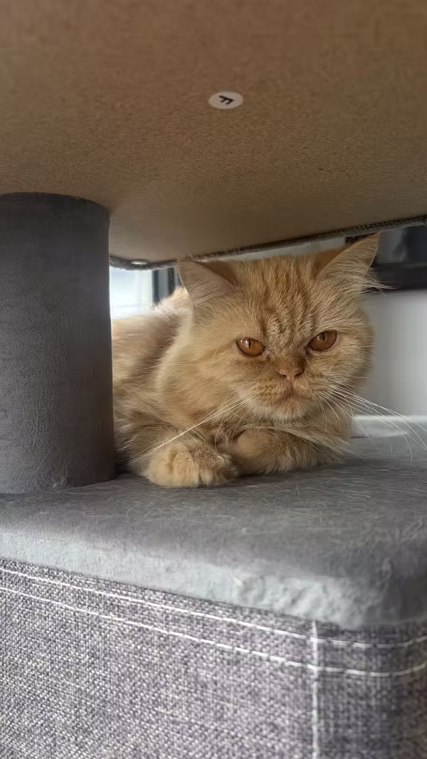 Gata para monta