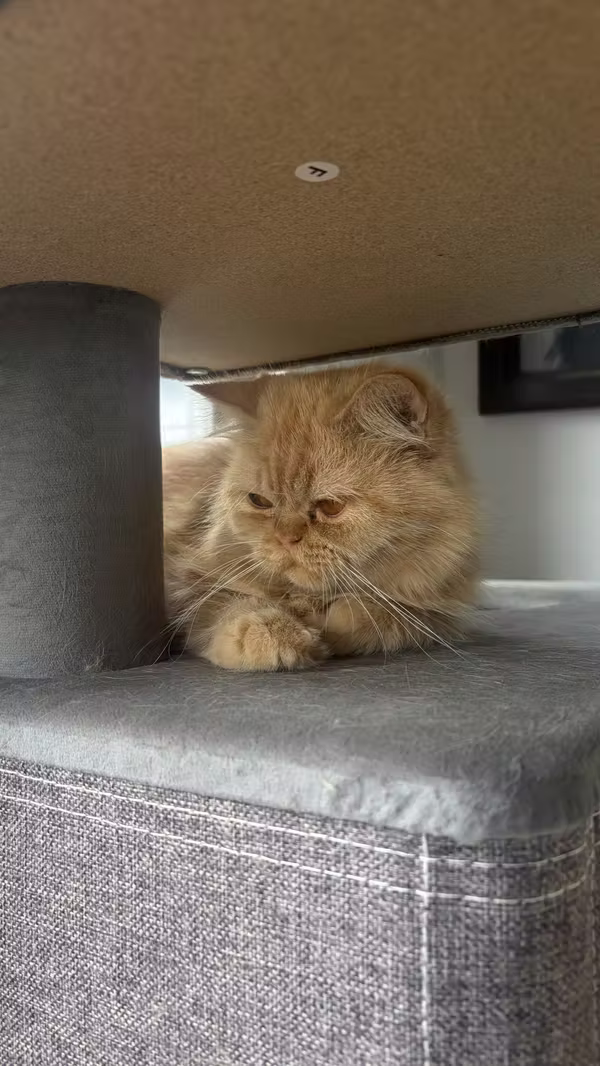 Gata persa