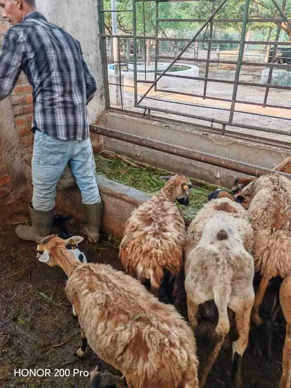Cabros y pelibueyes