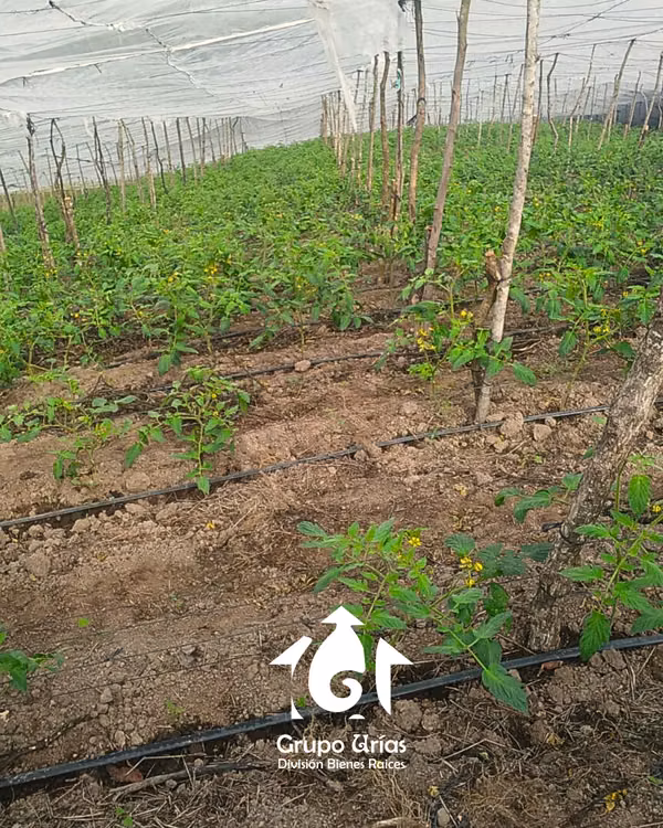 LAND FOR SALE IN THE PITAL