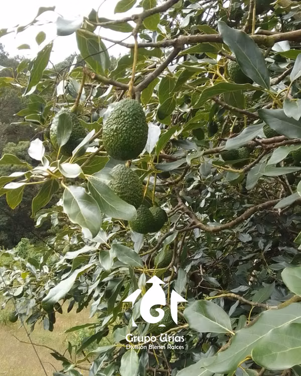LAND FOR SALE IN THE PITAL