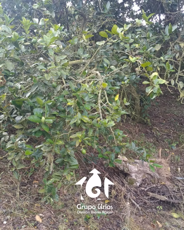 LAND FOR SALE IN THE PITAL