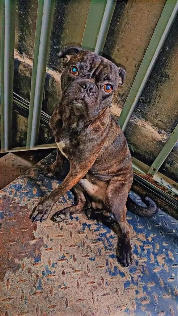 Pug exótico 275 neg.
