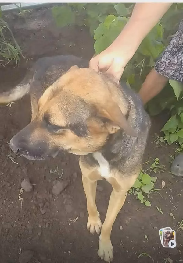 Perro