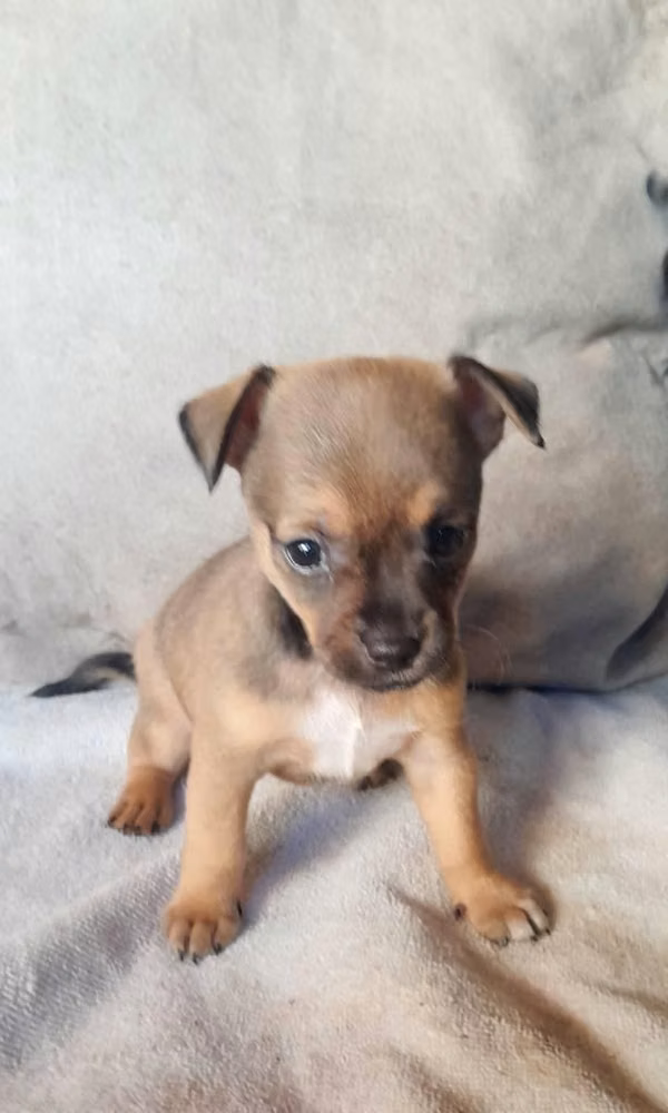Chihuahua hembra