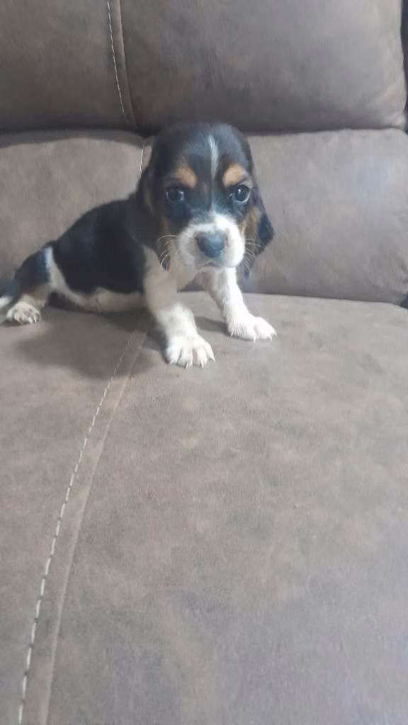 Basset hound macho