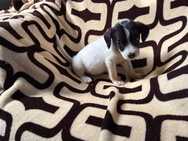 Chihuahua hembra
