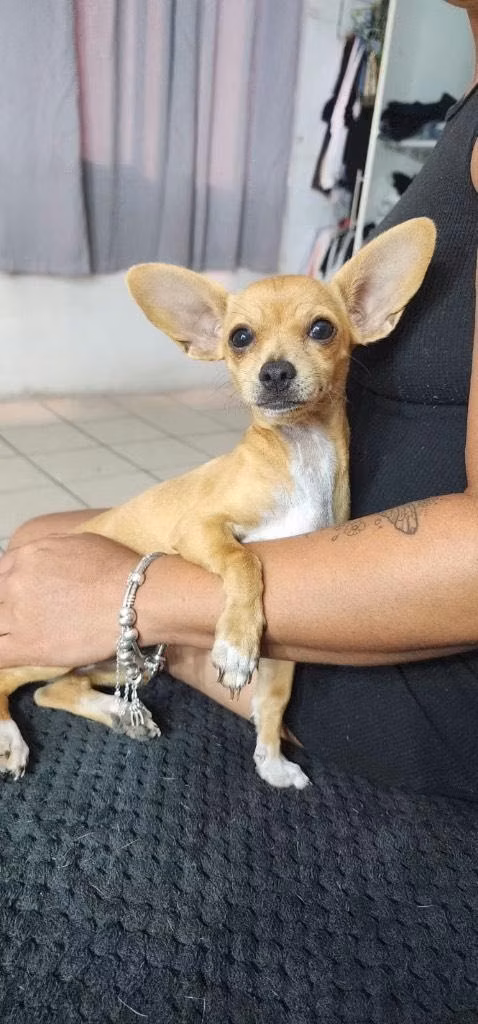 Hermosa chihuahua