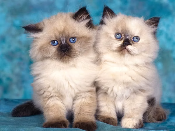 Gatitos himalayos