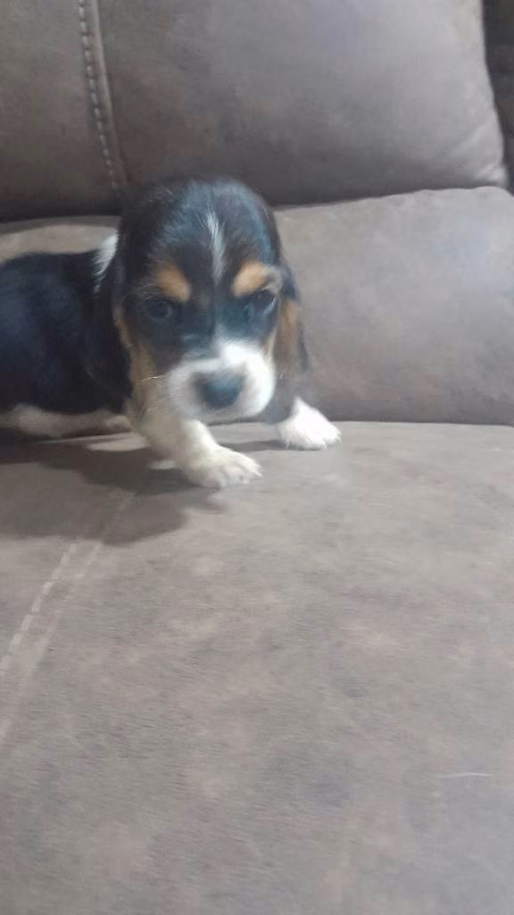Basset hound hembra