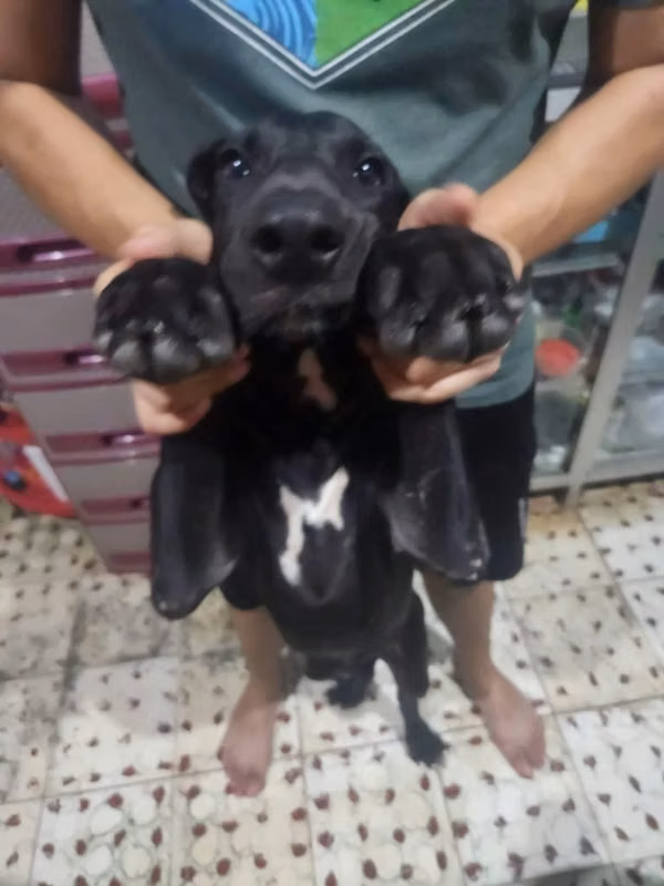 Gran Danes Hembra Disponible