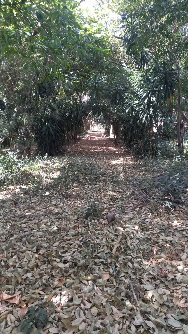 A FOREST OF 3 MZAS 4 BLOCKS FROM THE CENTER OF ZACATECOLUCA