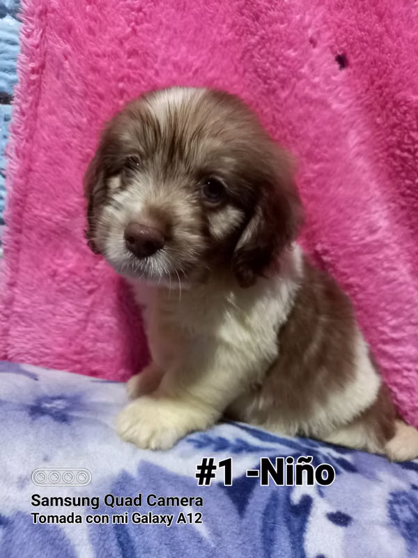 Vendo preciosos cachorros Cockers con Maltés