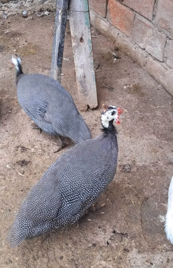 Gallinas guineas