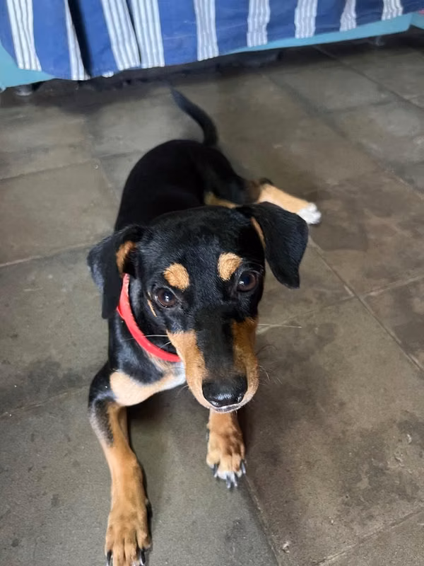 Perrita en adopción