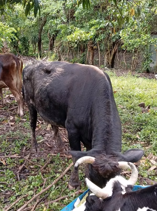 Ganado