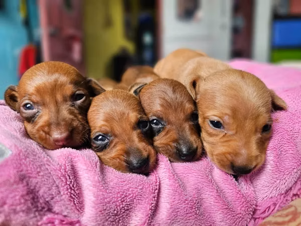 Perritos Salchicha Puros