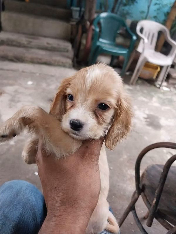 Cocker