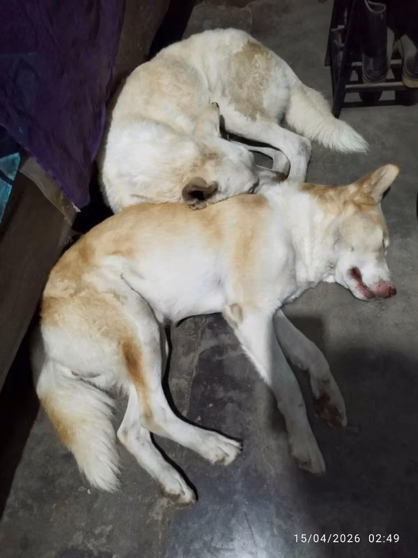 Pardo y loky