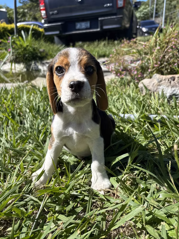 Beagle pedigree